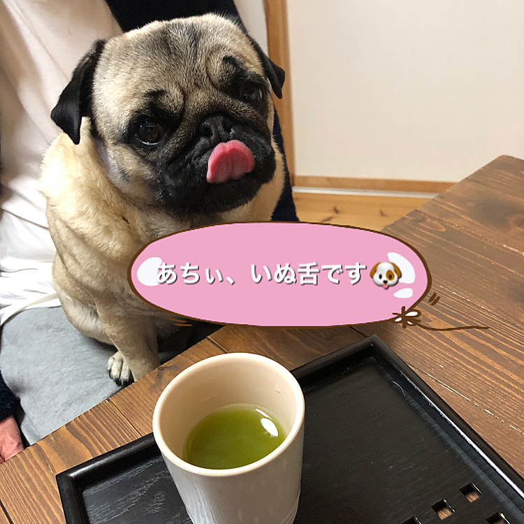 とうちゃん、お茶ちょうだい🐶