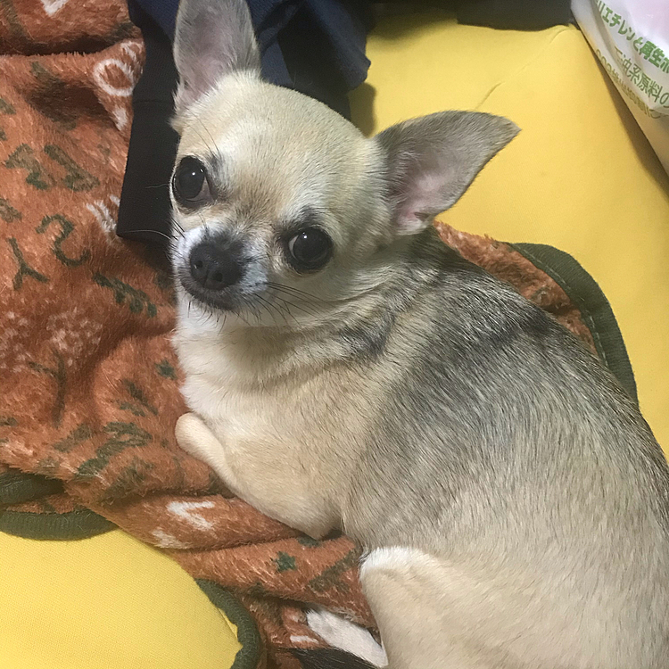 こんばんは🌙
今日は、寒いですね😨☔️
明日から水曜日まで雪予報のpoco地方です❄️
積もらなきゃいいんですが😆
