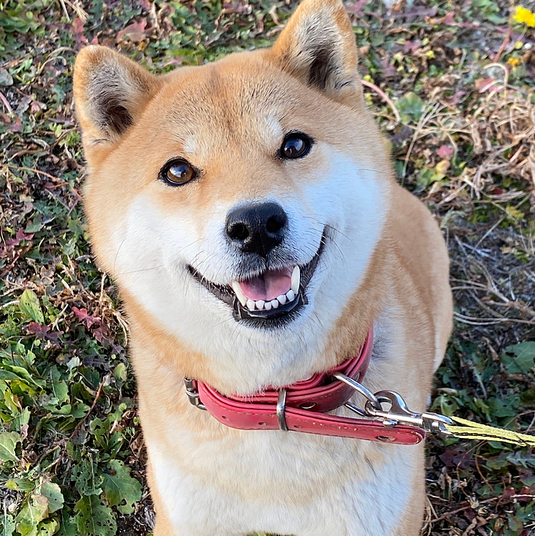 初投稿！
年賀状の写真撮影会(自称)！
上手く取れました😏よろしくお願いします🙌

