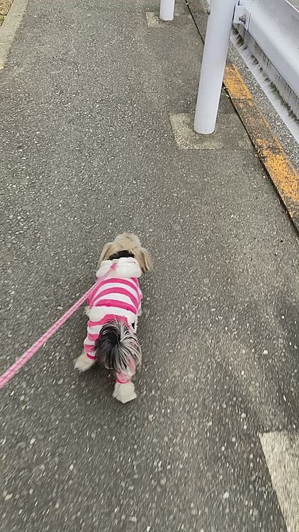 しっかりお散歩。