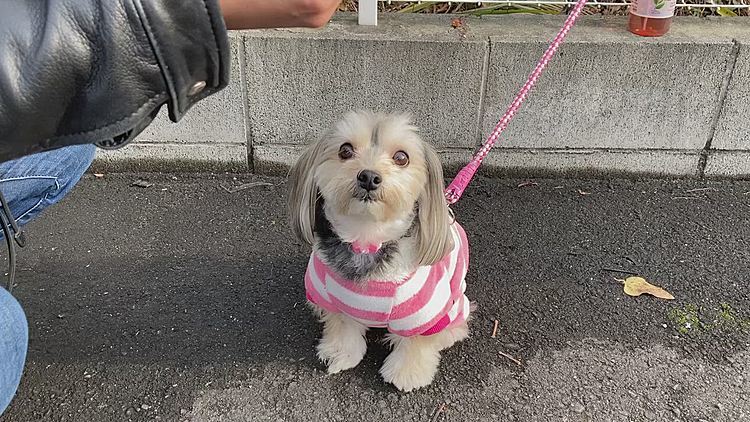 写真撮影終わって、やっとオヤツにありつけた。