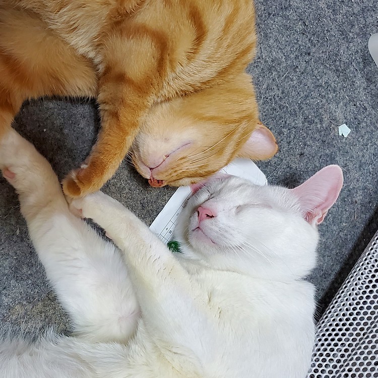 仲良くこっつんこ