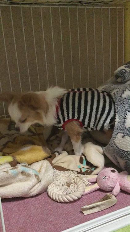 小春、おはようさん🎵
ノソ〜ッと起きてきたな〜🐶🤣
