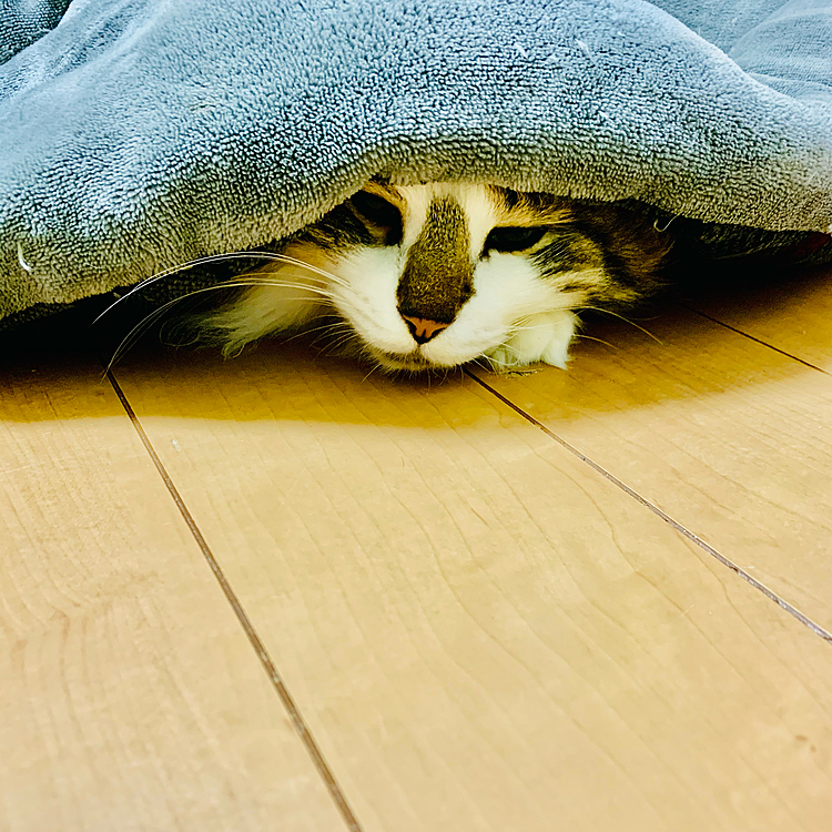 こたつ最高(=^x^=)💤