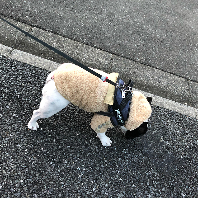 月曜日は朝早く家を出なければならないので、家の前で💩するだけのお散歩です😅
近所のお散歩があまり好きではないまろにはラッキーデーです😆