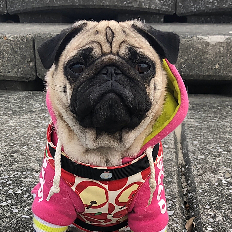 フードをのけるとこんなに可愛いです🐶