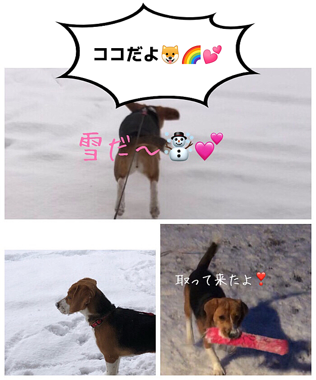 2年前のココ🐶🌈
今朝もこの位雪が積もってたよ❄️
雪遊びが大好きだったね❤️