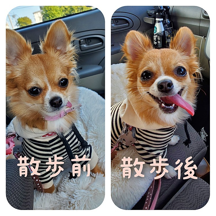 お散歩嫌いちゃんのビフォーアフター🤩