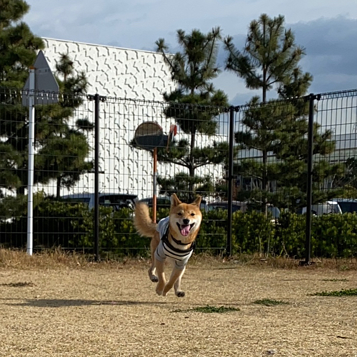 芝の小型犬エリアとウッドチップの大型犬エリアに分かれていて、8キロ以下の櫂は小型犬エリアへ。
どちらも小さめのドッグランです。
