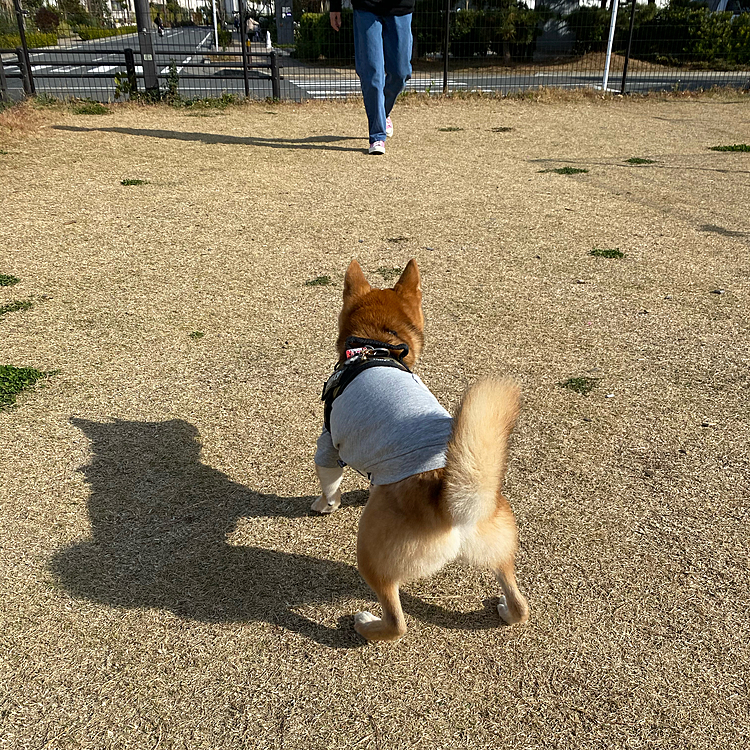 お友達わんこさんは来なかったけど
追いかけっこしたり、それなりに楽しめたようです😊