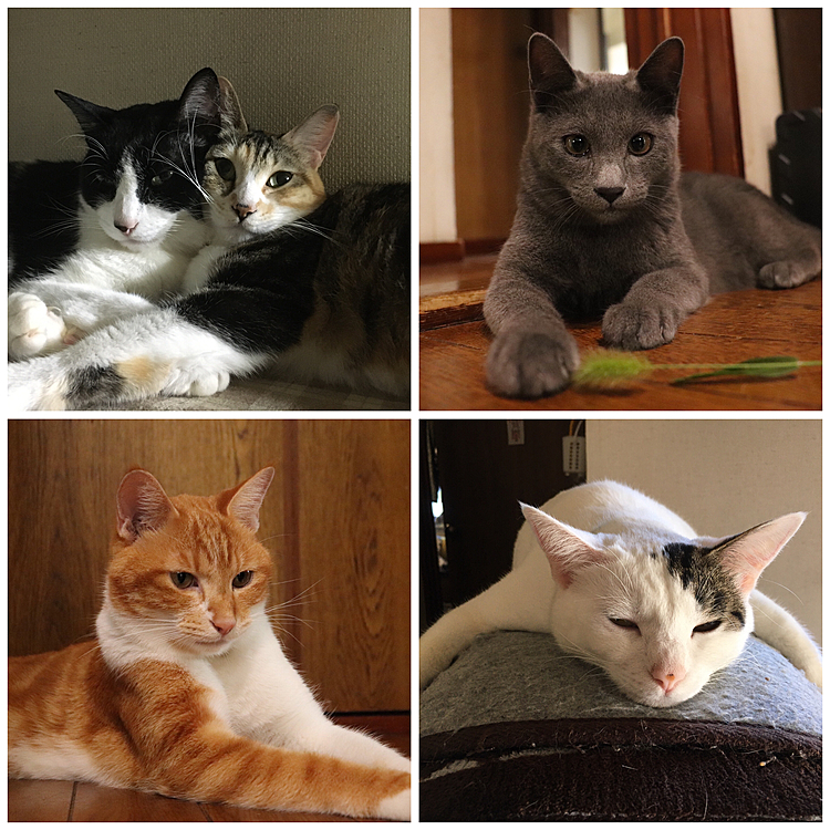 いちばん変わったのはアサリ(白)かな？？
子猫写真のアサリはめちゃキュートだけど、うちに来た時はひきこもり気味で、あんな表情を見せてくれたことありませんでした(;_;)
今もビビリだけど、くつろげる場所ではグデ〜っとしてます♪
