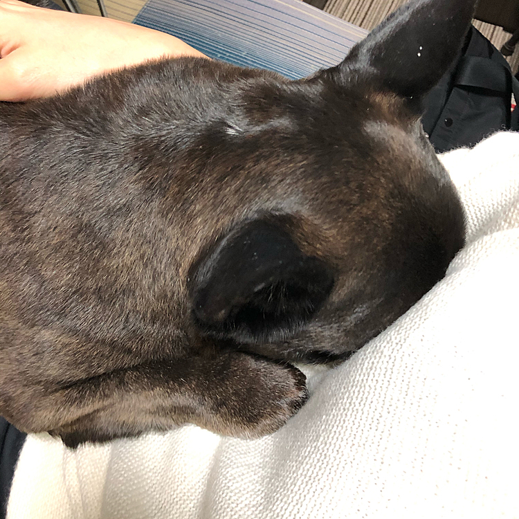 見られたくなくて隠れるやしち。