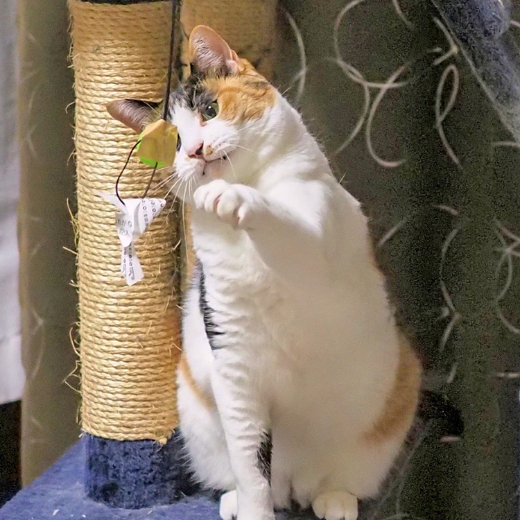 左ストレート