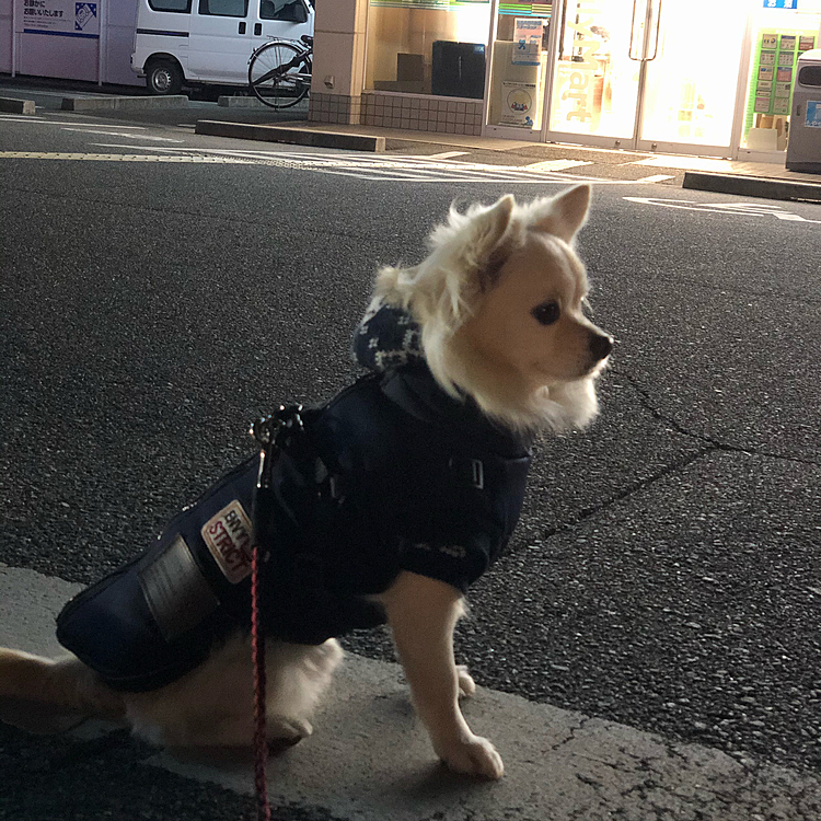 おはようございます😄
今朝はけっこう寒いです💦
小雪よ、コンビニの前で座るのやめなさい🤣