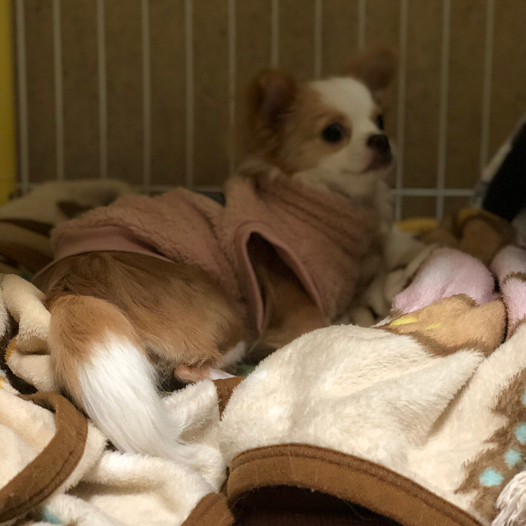 小春、毛布でまったり🐶
寒いからヌクヌクしてようね👍😊