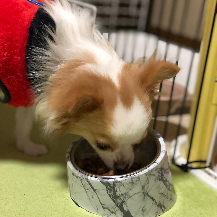 小春は今朝、早起きしたよ🎵🐶
6:00前に起きて、💩でるの舞もバッチリ✨
朝ごはんモリモリ食べてま〜す💕🐶