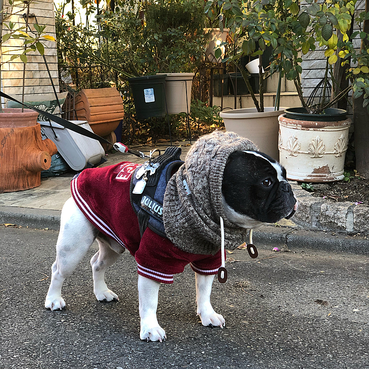 朝のお散歩、玄関の前で次男待ちです😀