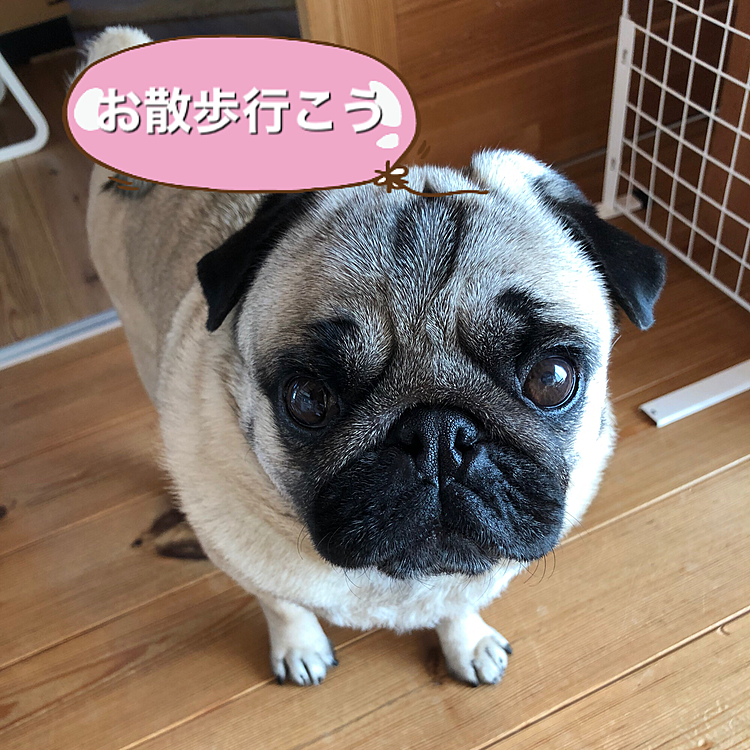 不器用なとうちゃんDIYでコート🧥＆ししまるのベスト🦺かけ作りました🔨
そんなことより『お散歩行こう』のおねだりです🐶
