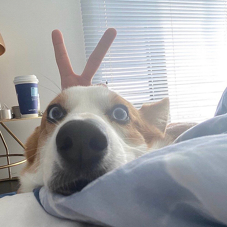 今日の楽しみ