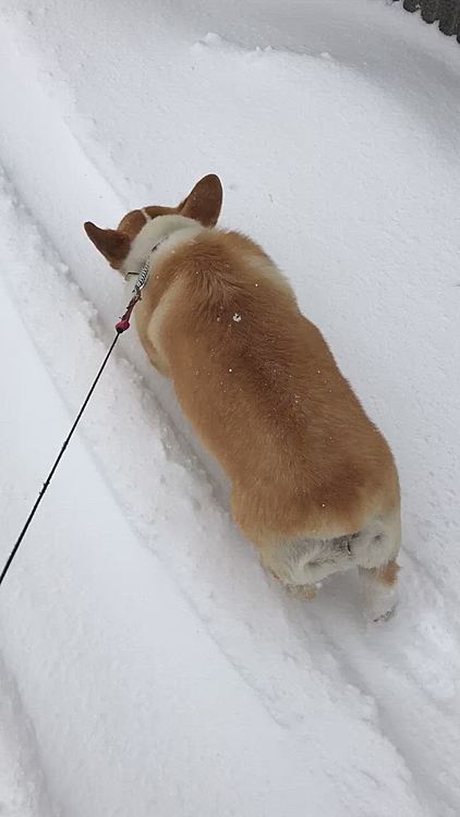 いよいよ冬到来🌀
まある大好きな雪が積もりました🤣
嬉し過ぎて雪食べてるし🤣🤣