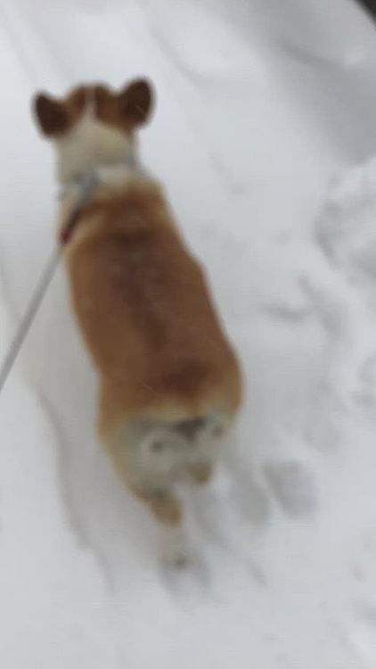 恒例の鼻除雪もしたよ〜🤣
ホントに雪すきねぇ😍笑笑
飼い主は寒すぎて完全防備でお散歩してたら🌀
旦那が帰宅の時に私の横を車で通り過ぎて🤣
黒い丸い物体が歩いてる🤣って思ったよ🤣🤣🤣🤣って言われた😱
し、し、失礼なっ💦