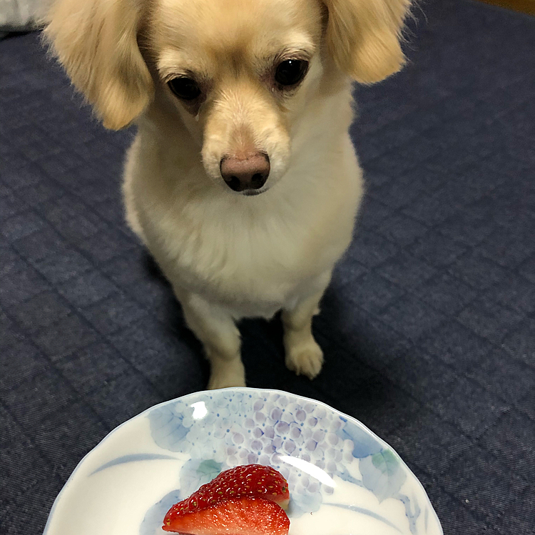 2020.12.16
こんばんは⭐️
この前、道の駅みたいな場所でイチゴ🍓を買ってきました😋
念願のニコニコベリー🍓です❣️
美味しくて、即完食😋


