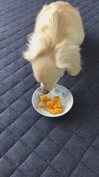美味しいでしょ😋
すっごく甘くもなく、食べやすい甘さでした😃
お芋🍠大好きイヴさん、ウマウマです😍

昨日今日と、寒い❄️寒い🥶❄️
雪☃️だわ💦凍ってるわ💦
明日も寒そうですね〜❄️🥶