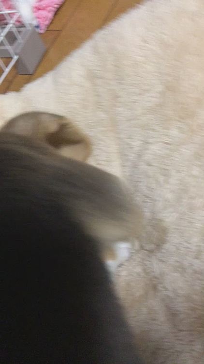 ガジガジしてたら突然ホリホリし始めたマックス🐶🧢
落ち着きないねぇ😂