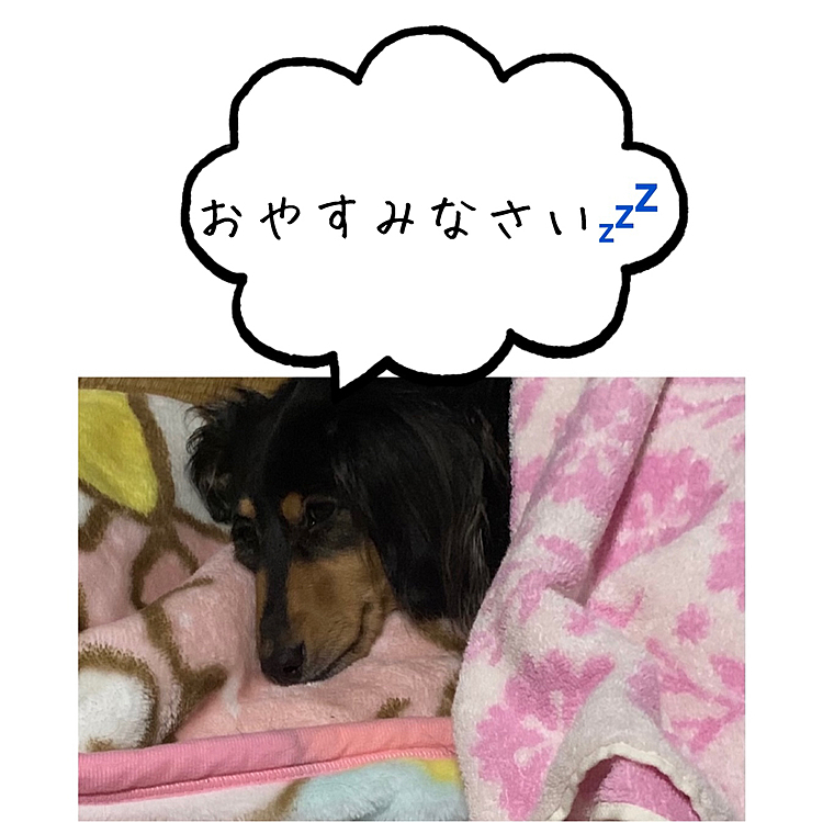 はる　保護犬です。
3年目になりますが
最近、体調を崩しています。
優しい気持ちで見守っていきます❣️