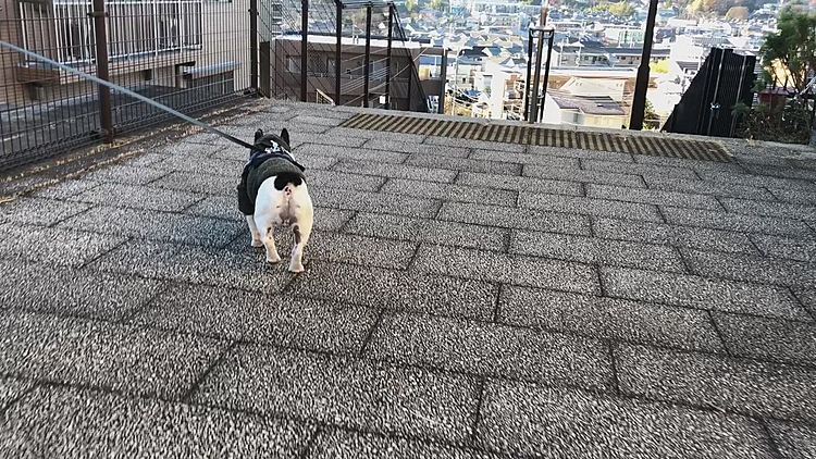朝散歩、いつもの丘の上から今朝はジグザグ下りではなく、まさかのストレート下り？と思ったら、最後で左に行きました😅
