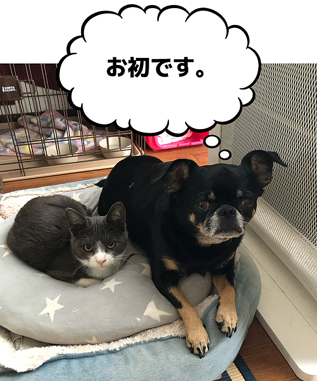 はなまる ♀８歳
かむい    ♂ 推定2ヶ月

よろしくお願いします🙏🏻