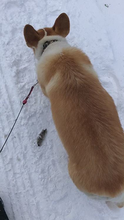 夕方の散歩😊
何もないのに何か気になる模様🤣
進んだけど。。ここ昨日鼻除雪したとこだ🤣
あれ？鼻除雪出来ねー🌀
雪ねーじゃん🌀え？え？えー？
可哀想に。。そこのお家で雪寄せしてて出来ませんでしたわ🤣🤣🤣
まある！どんまいっ🤣