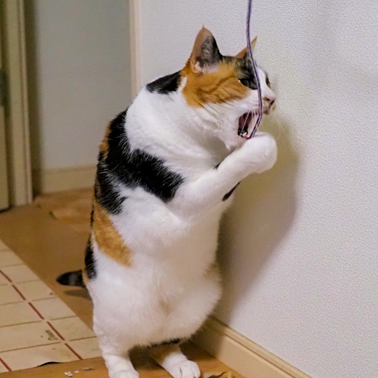 かみかみ攻撃