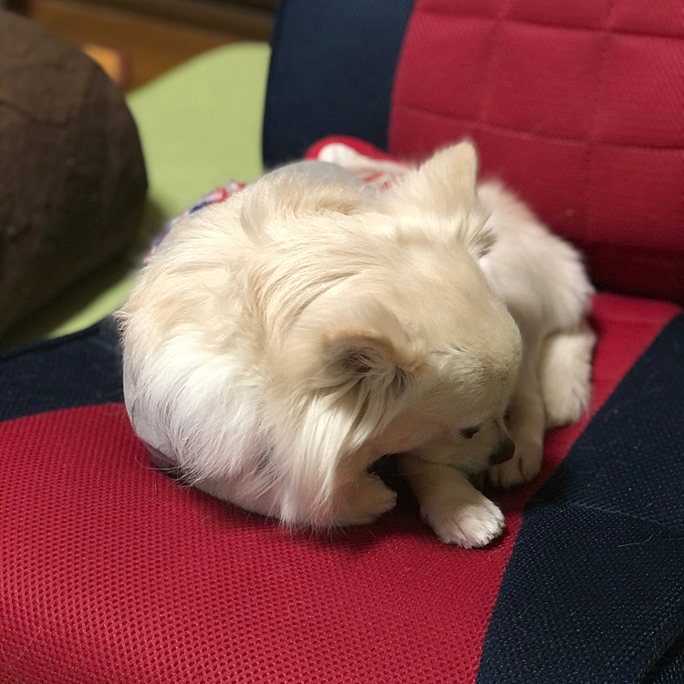 寒いわ、眠いわで丸い小雪🐶
昨夜、体重測定したら…5.3kgに💦
えらいこっちゃ⁉️
ダイエットしなきゃ〜🤣