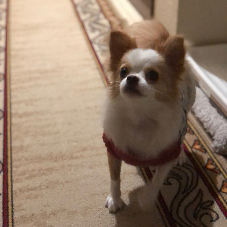 小春、今朝はばぁばに起こされて早起き🐶
しっかりチッチして、ばぁばに『💩でる舞』を披露してました🤣
昨夜、首輪を外して寝かせたら、過呼吸しなかったね👍
やっぱり首輪が原因だったのかも🤔