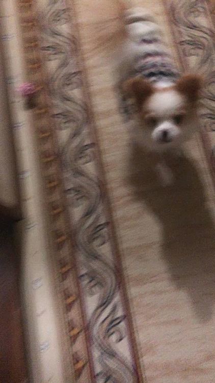 朝っぱらから廊下でドタバタ💨
廊下には暖房ないから寒いや〜ん🥶
お部屋で遊ぼうよ〜😅
朝ごはん、しっかり食べようね😆