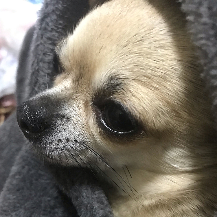  pocoは、毎日耳を痒そうにしていて、
動物病院へ行ったらマラセチア性外耳炎と診断されました💦　しばらくお薬塗らないとです🐶