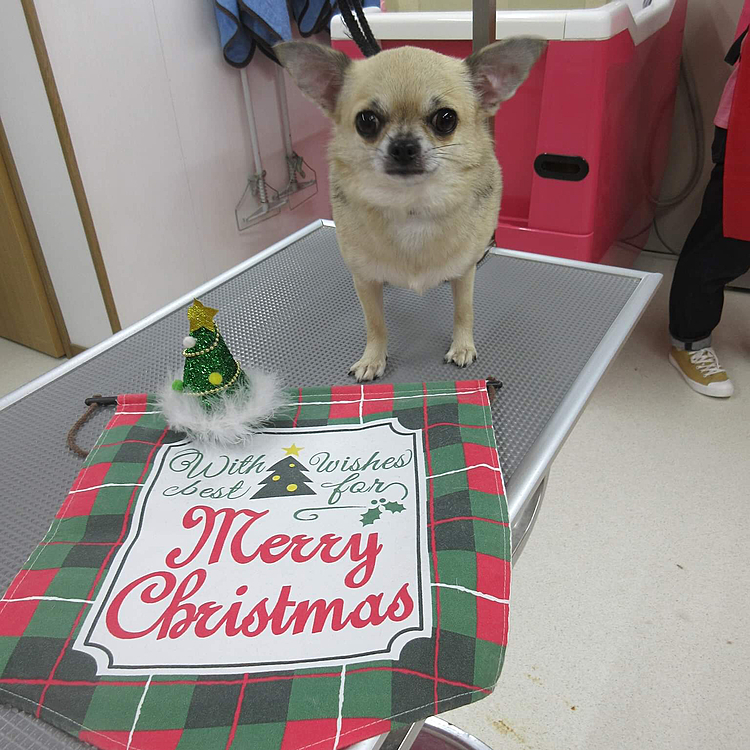 昨日は、今年最後のトリミングへ行ってサッパリして来ました🧴
クリスマス仕様にしていただきました🎄🎁