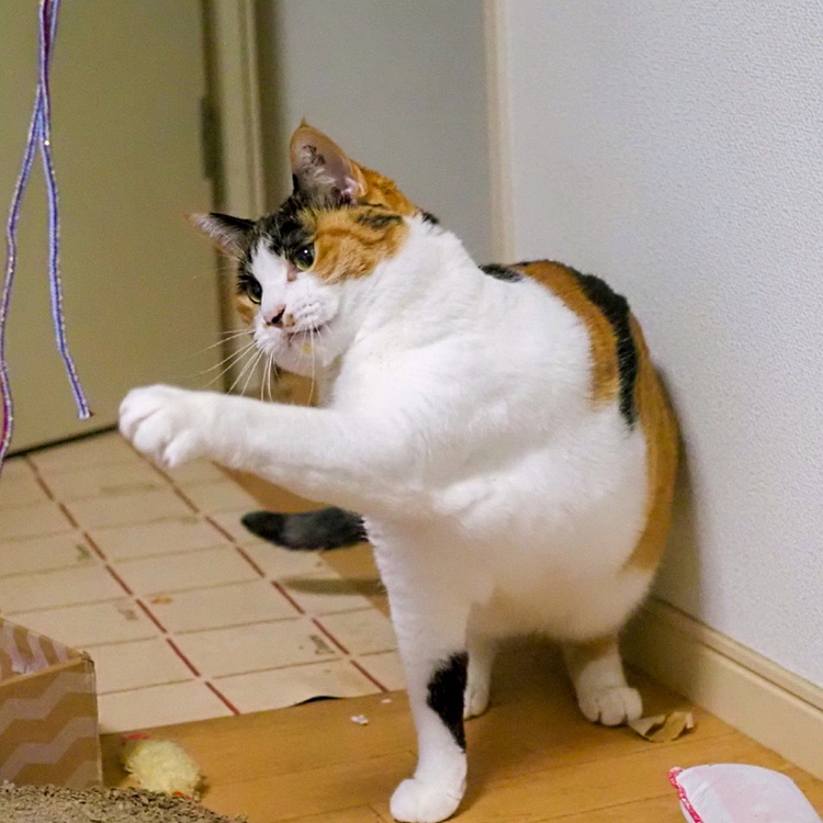 左ストレートにゃ