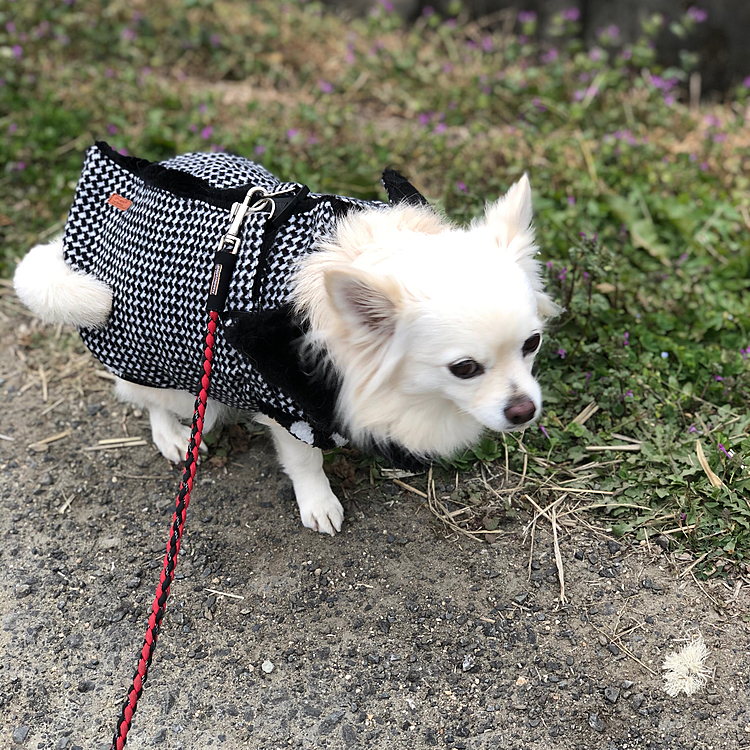 おはようございます☁️
今朝はゆっくり朝寝坊しました👍
小雪＆小春は起こさずにいてくれました😊