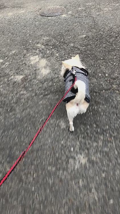 小雪は寒さに負けずお散歩へGO💨
お友達のポンちゃんに会えたね💕
でもさぁ〜
ポンちゃんにご挨拶しないで
ポンちゃんの母ちゃんのオチリにご挨拶してたよね🤣