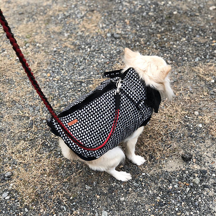 小雪は、💩でる舞しないけど
美しいフォームで『背後は任せたでッ🐶』って感じです🤣