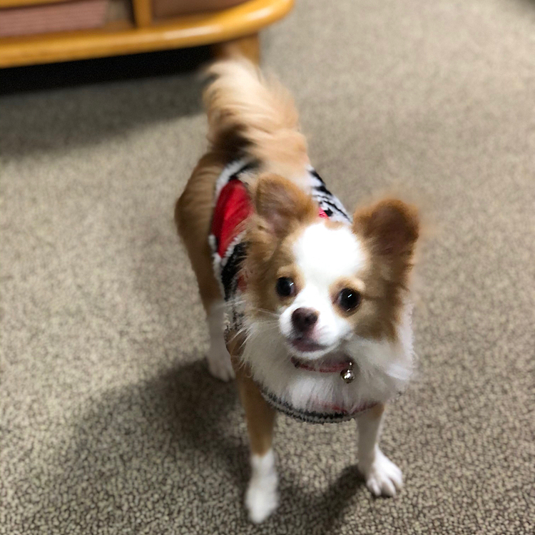 小春は朝イチで舞踊って立派な💩したね🐶
ちょっと食べ過ぎよね🤣