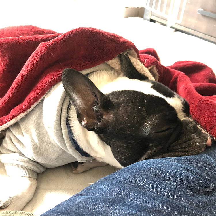父ちゃんとマッタリするのも悪くないか...💤🐽

私の脚に顎乗せた寝てます😅