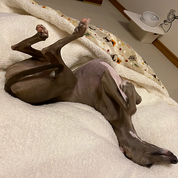 爆睡💤
フカフカの上ならヘソ天できるのだ！