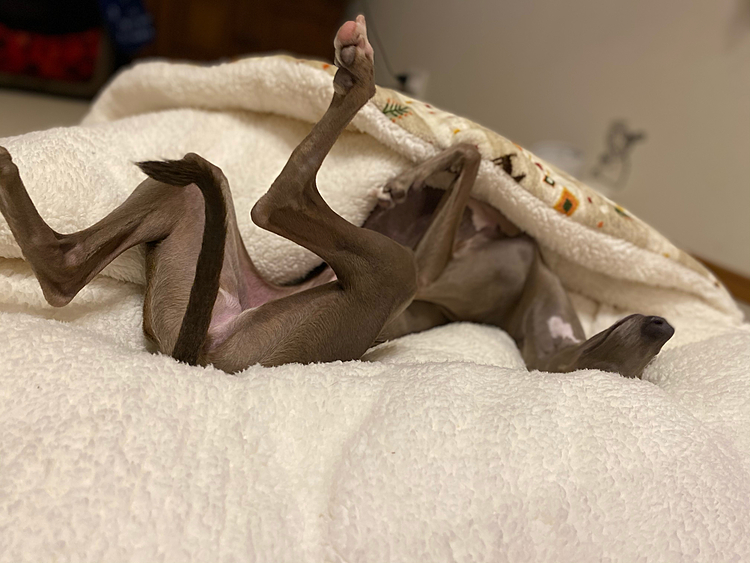 そのまま干物になりました😂😂😂