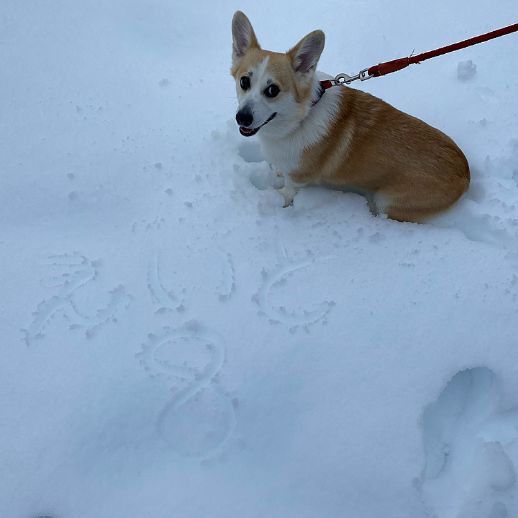 雪が降って散歩に行けない日が続き、えいとのイライラも限界なので今日は仕事が休みなので、昼間に外に出てみたらなかなか玄関から出てくれなくて、先にママが出て名前を描いて遊んでるのを見て走り出しました（笑）
