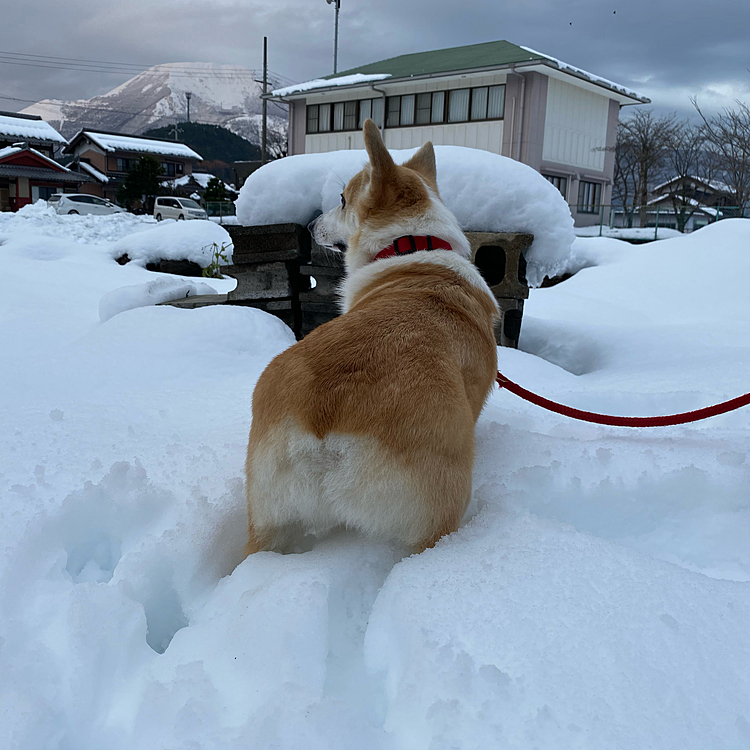 歩いても雪なのですぐに帰る方向になってしまいます（笑）
