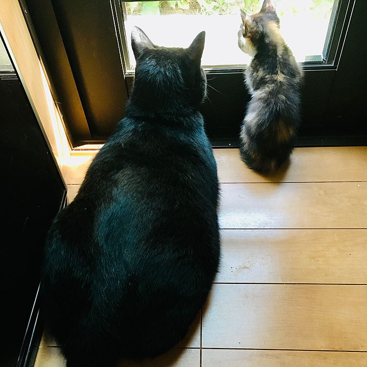 ♂だけど母猫をしてた時♪