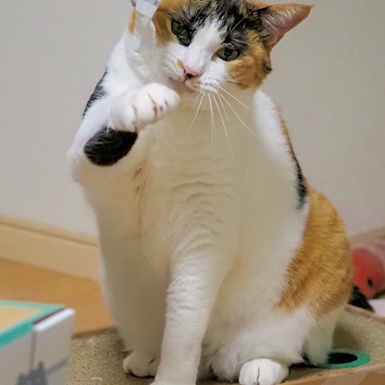 右ストレートにゃ